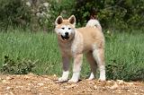 AKITA INU 399